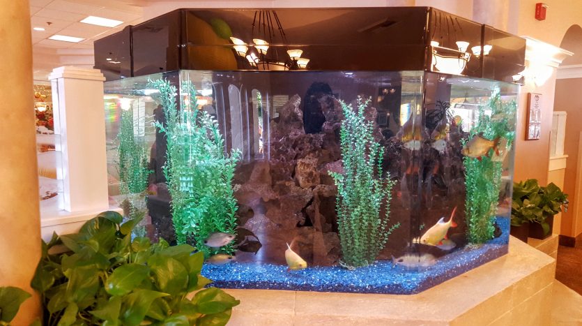 A fish tank with many different types of plants.