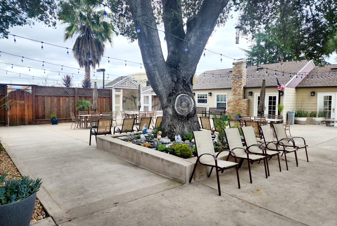 A large tree in the middle of an outdoor patio.