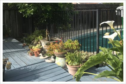 A pool with many plants and flowers by the edge of it.