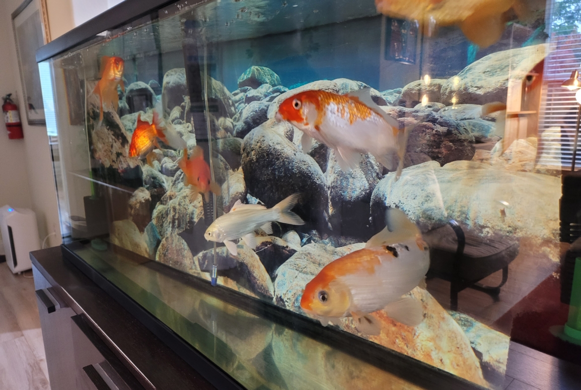 A fish tank with many different colored fish.