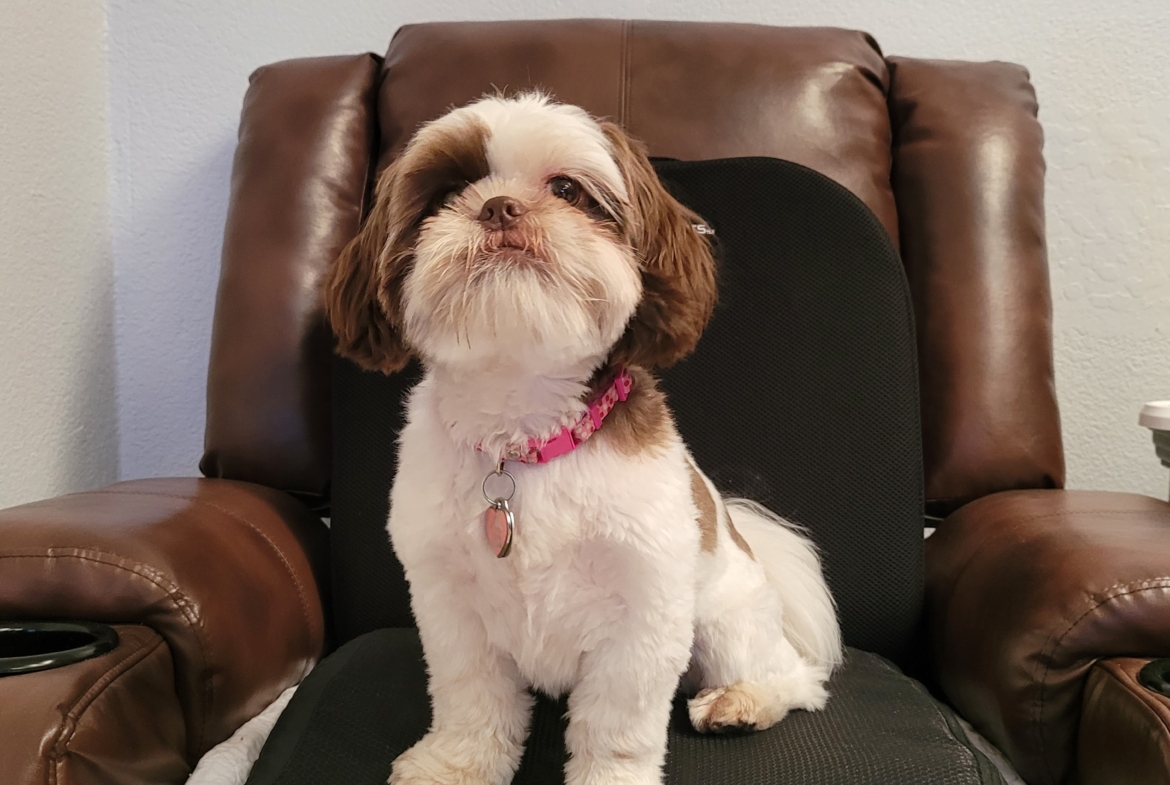 A small dog sitting on top of a brown chair.