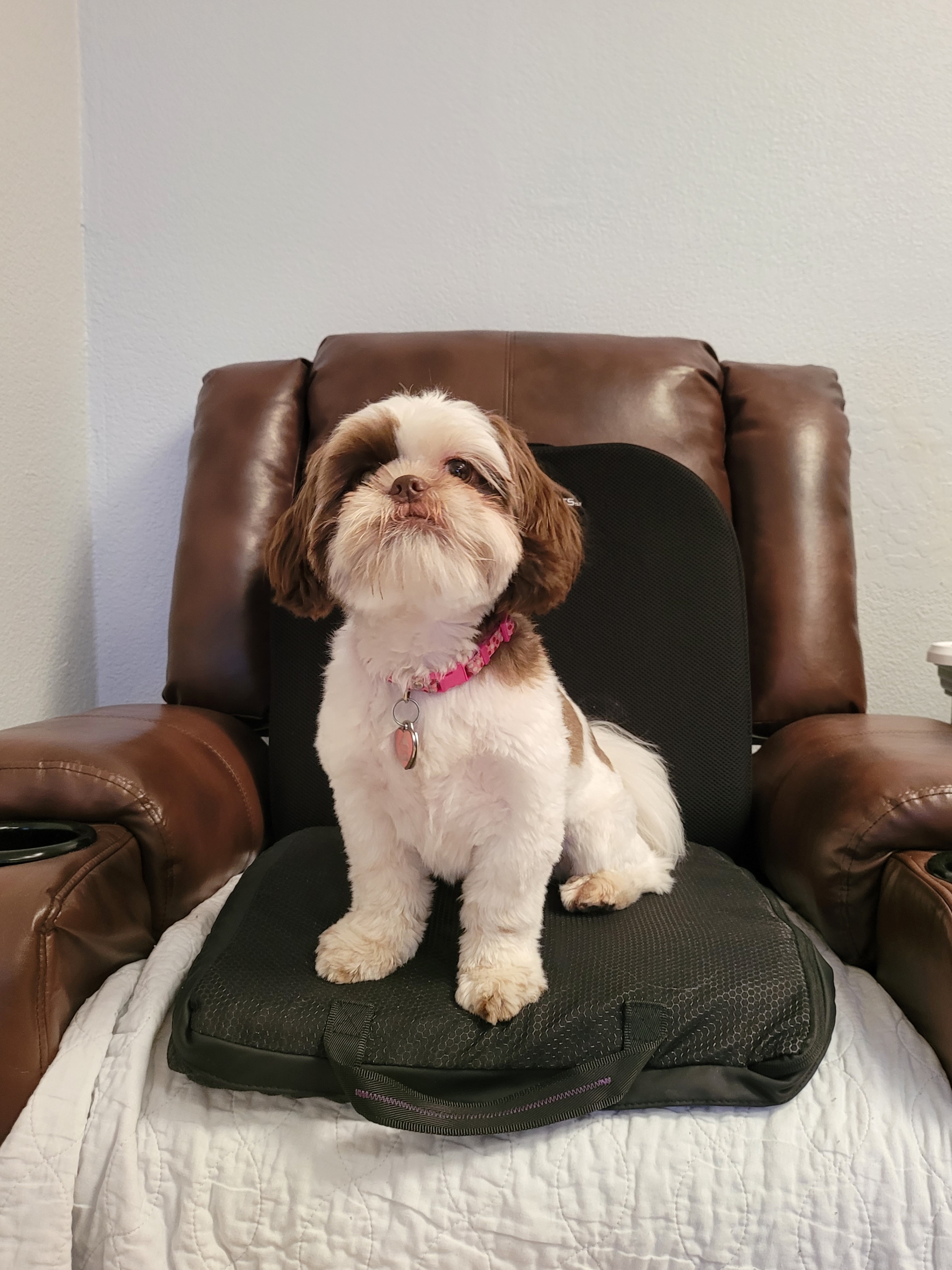 A small dog sitting on top of a brown chair.