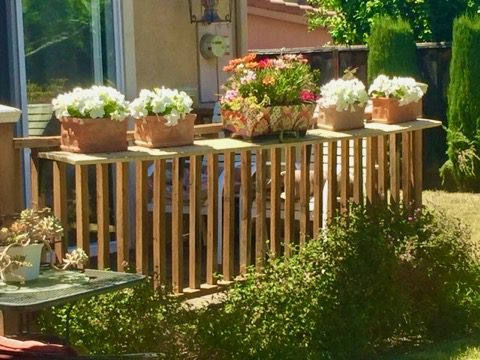 Potted flowers on wooden patio railing.