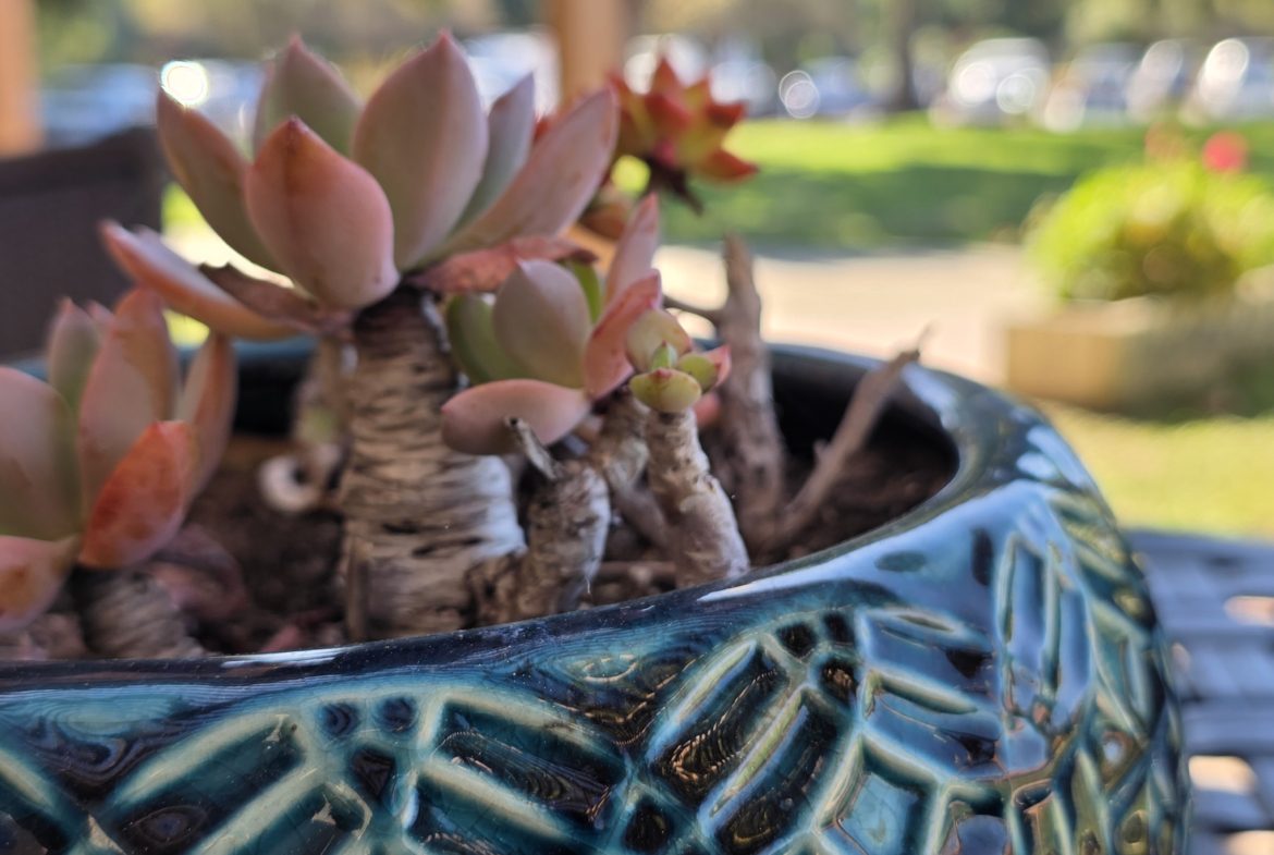 Succulent plants in a decorative ceramic pot.