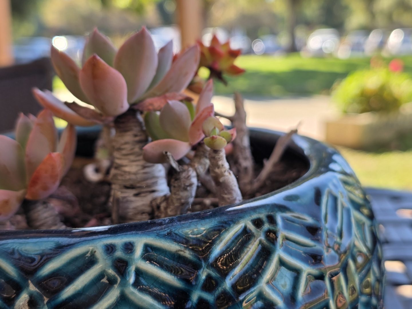 Succulent plants in a decorative ceramic pot.
